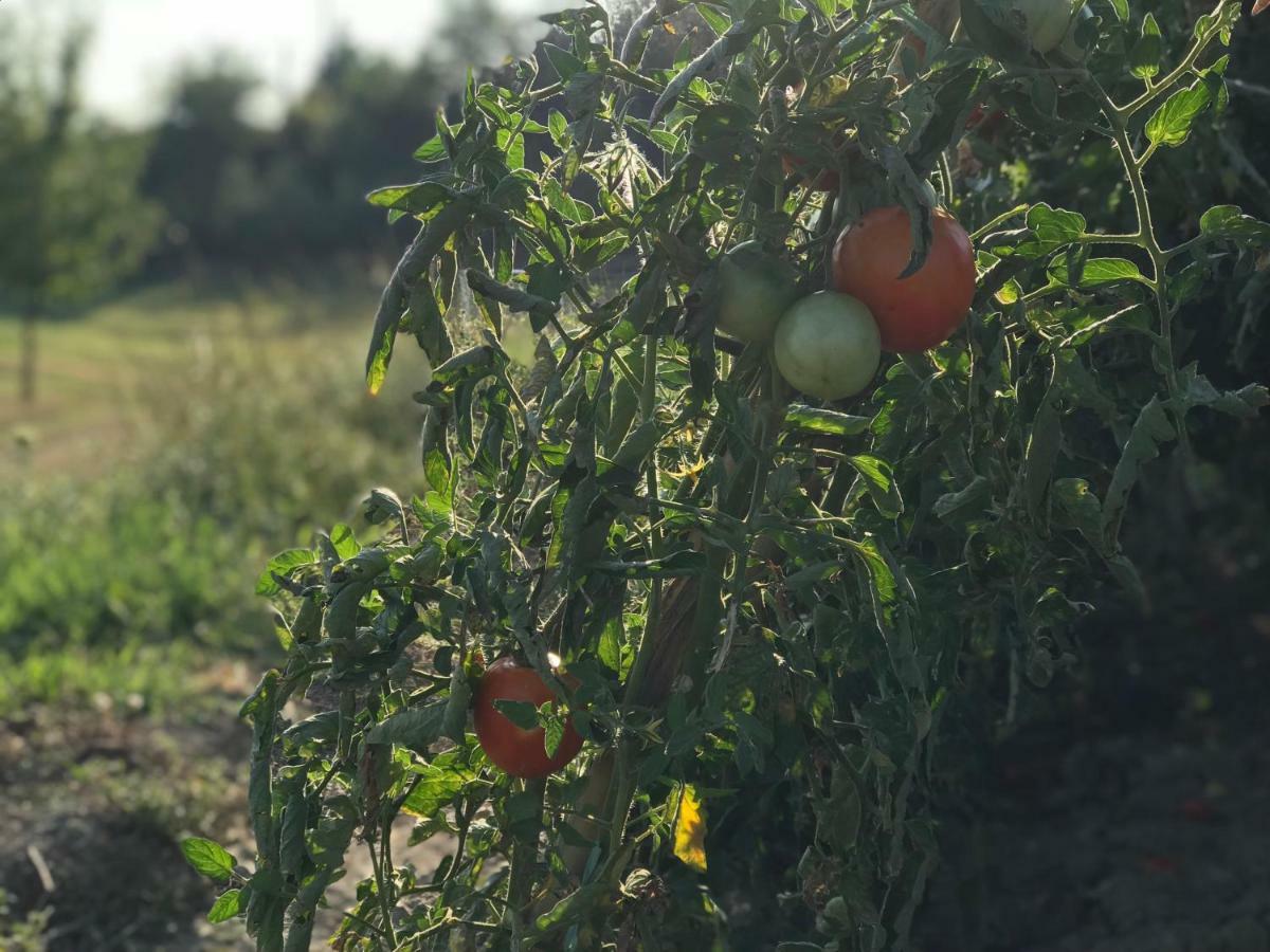 Casallario Séjour à la ferme Volterra